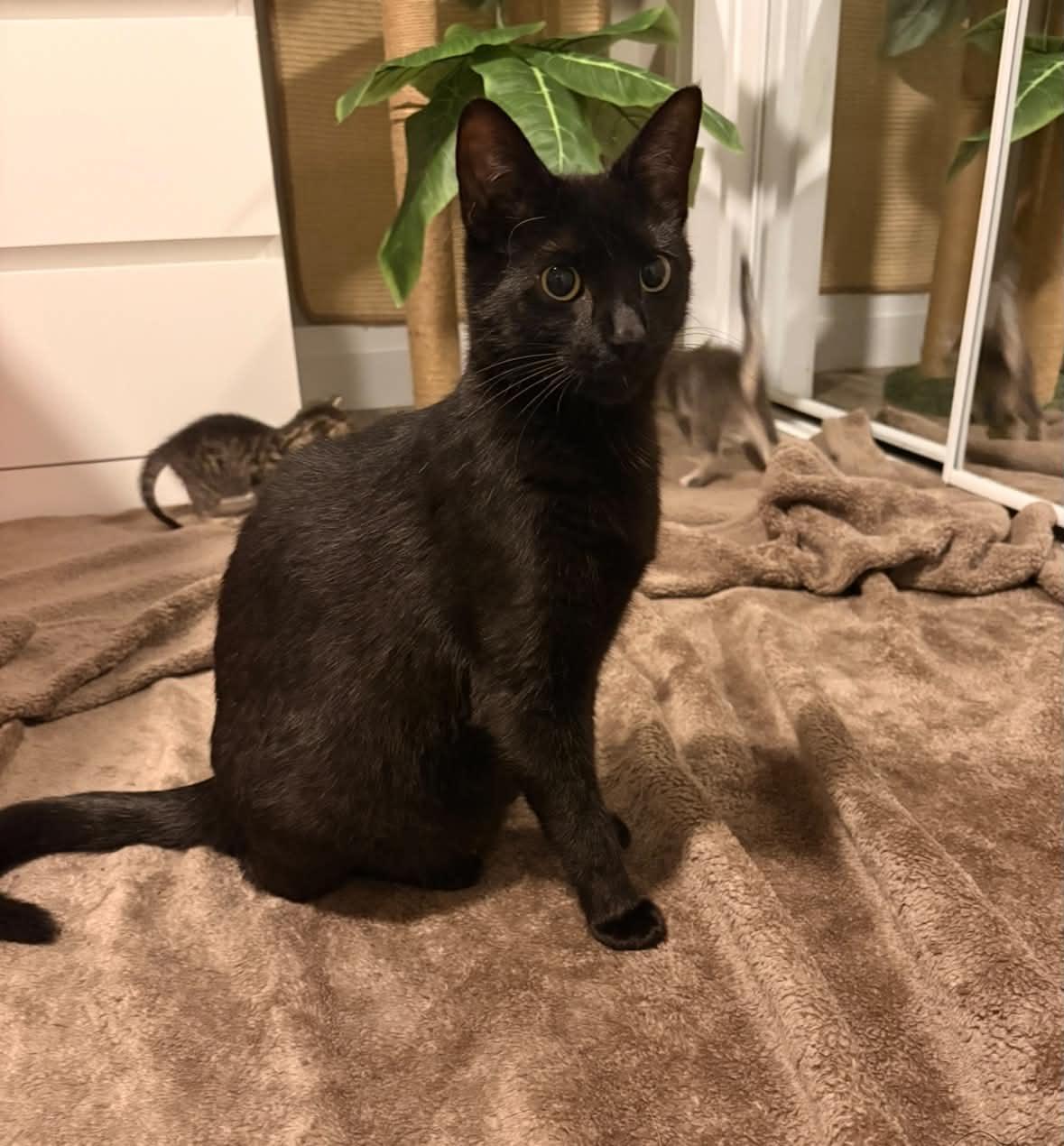 Sambuca, ADOPTABLE, Young Female Domestic Short Hair.