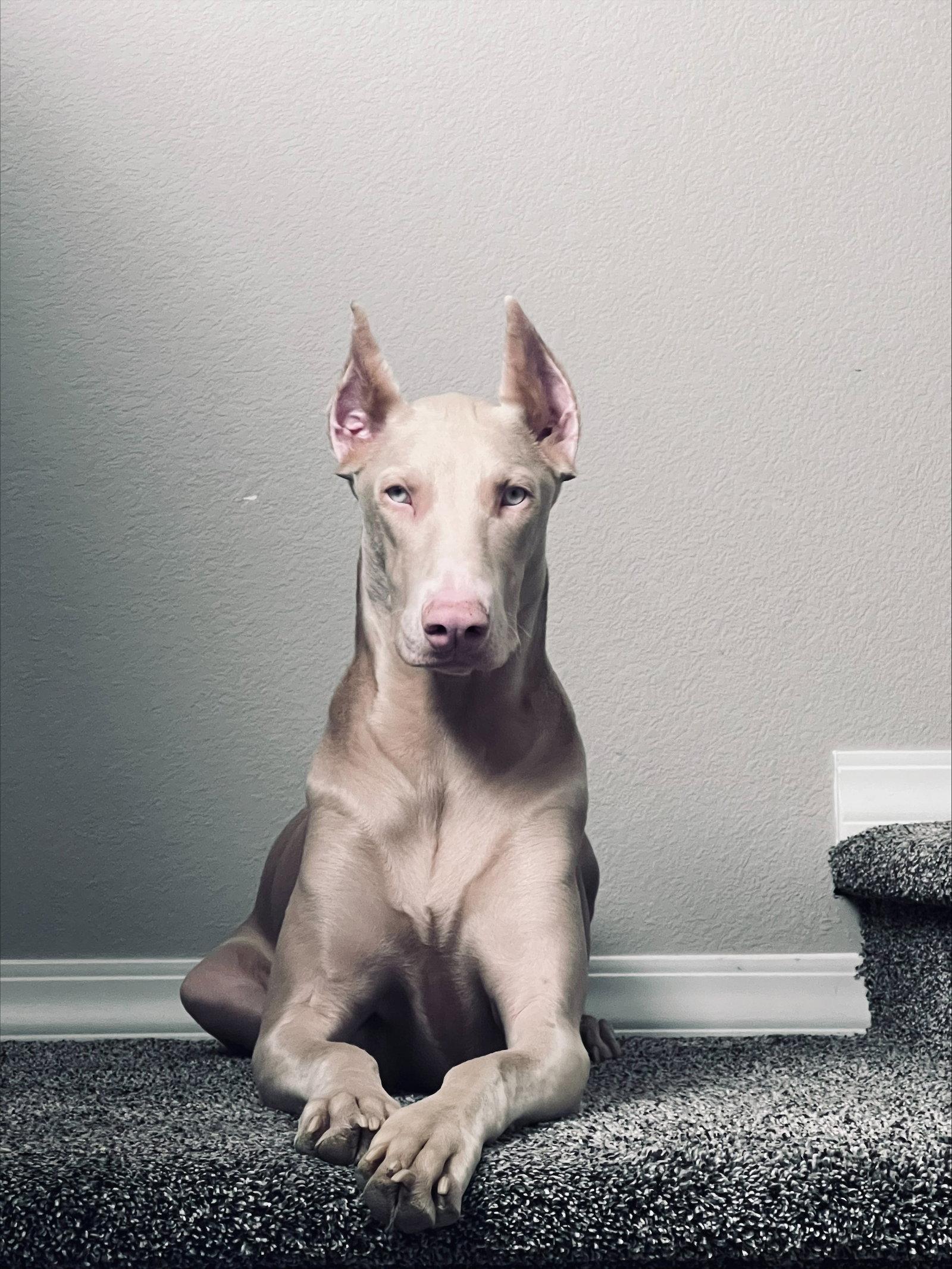 Enlarge Chica, a Adoptable Doberman Pinscher in Buffalo, MN image 1/3