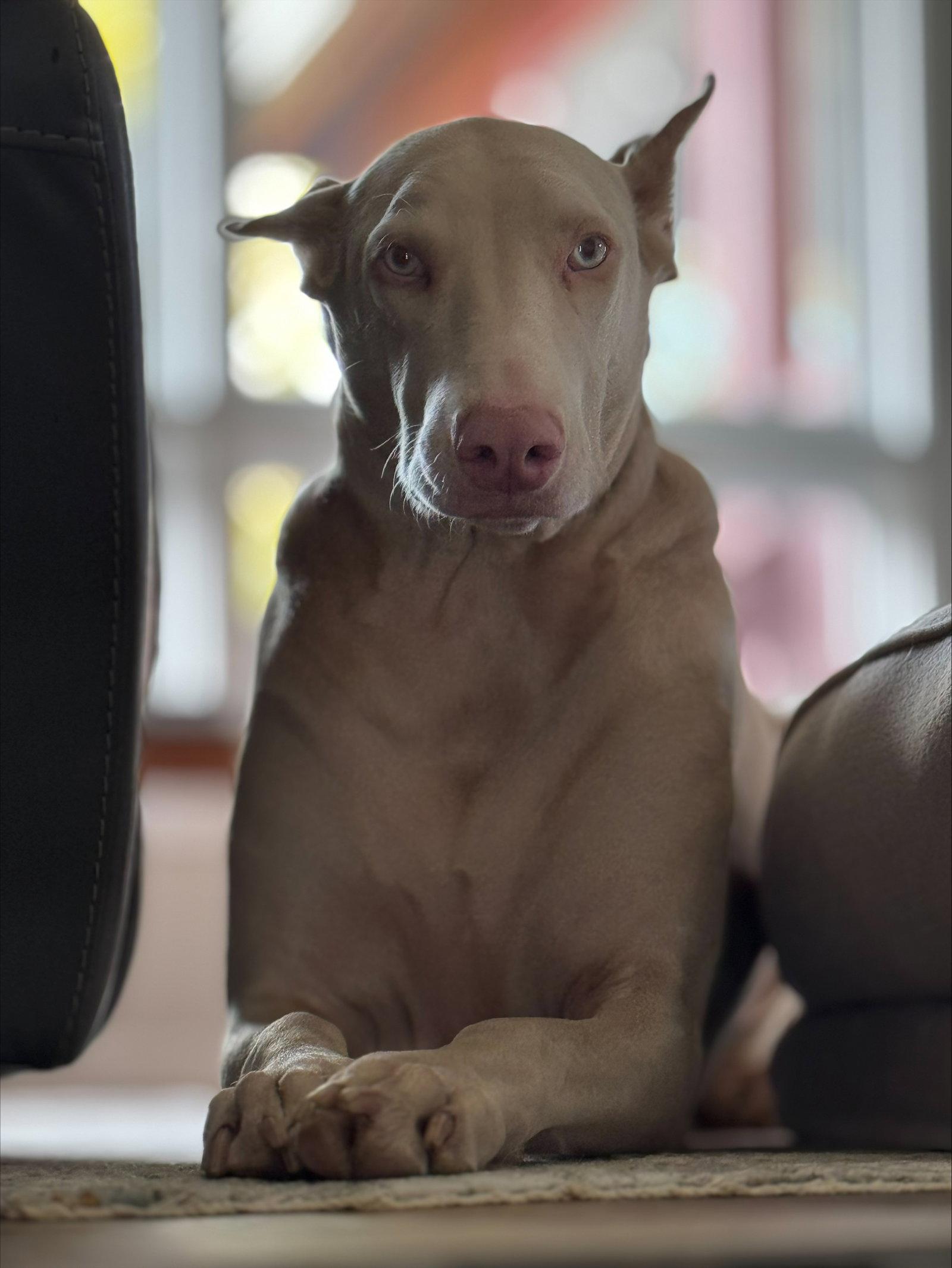 Enlarge Chica, a Adoptable Doberman Pinscher in Buffalo, MN image 2/3