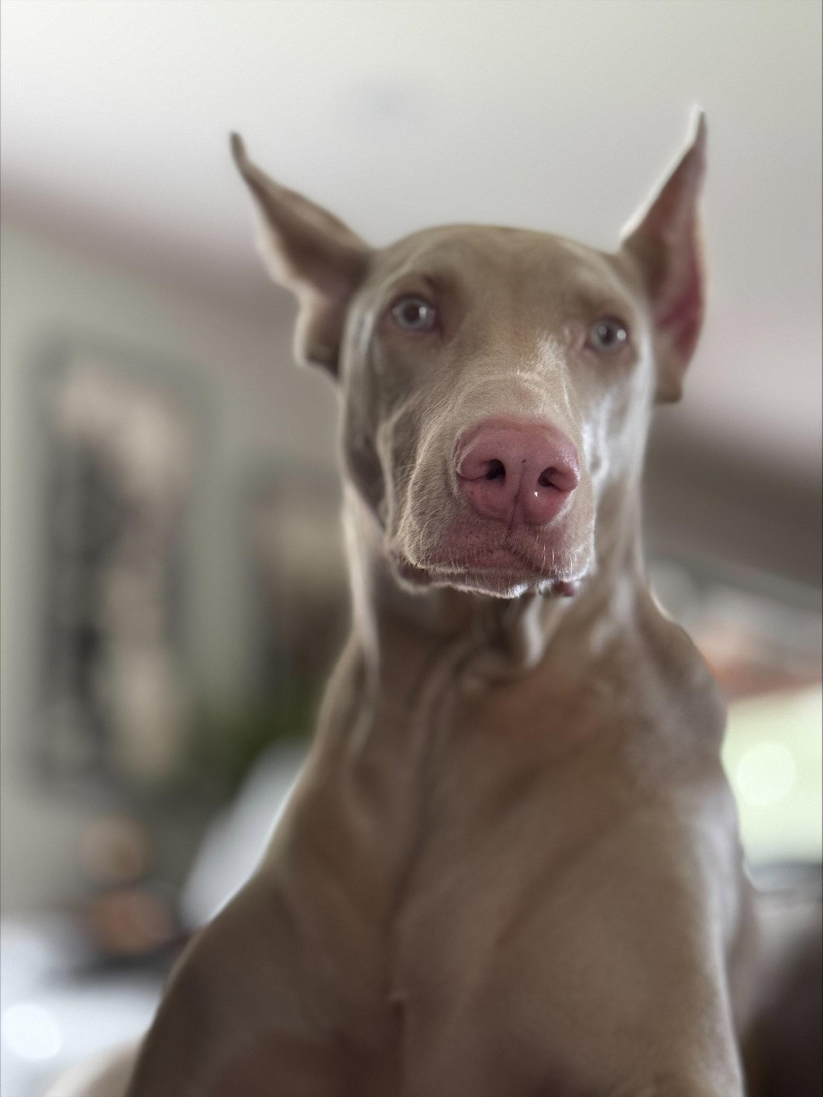 Enlarge Chica, a Adoptable Doberman Pinscher in Buffalo, MN image 3/3