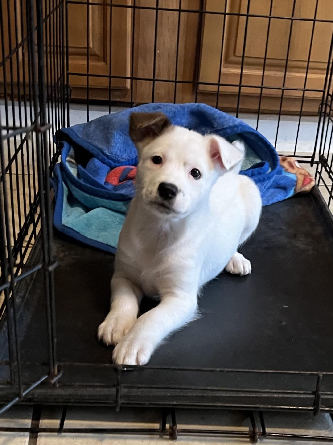 Cassie, ADOPTABLE, Puppy Female Pit Bull Terrier.