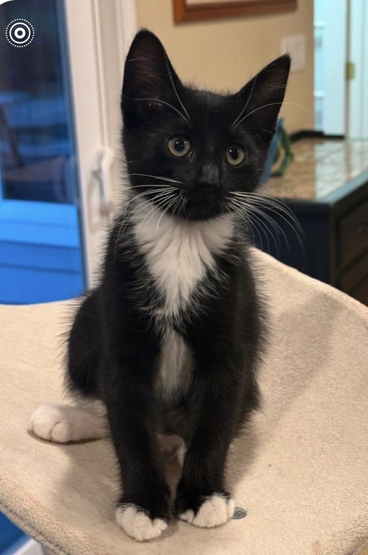 Enlarge Checkers, a ADOPTABLE Domestic Short Hair in Auburn, CA image 1/2