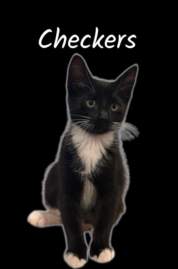Enlarge Checkers, a ADOPTABLE Domestic Short Hair in Auburn, CA image 2/2