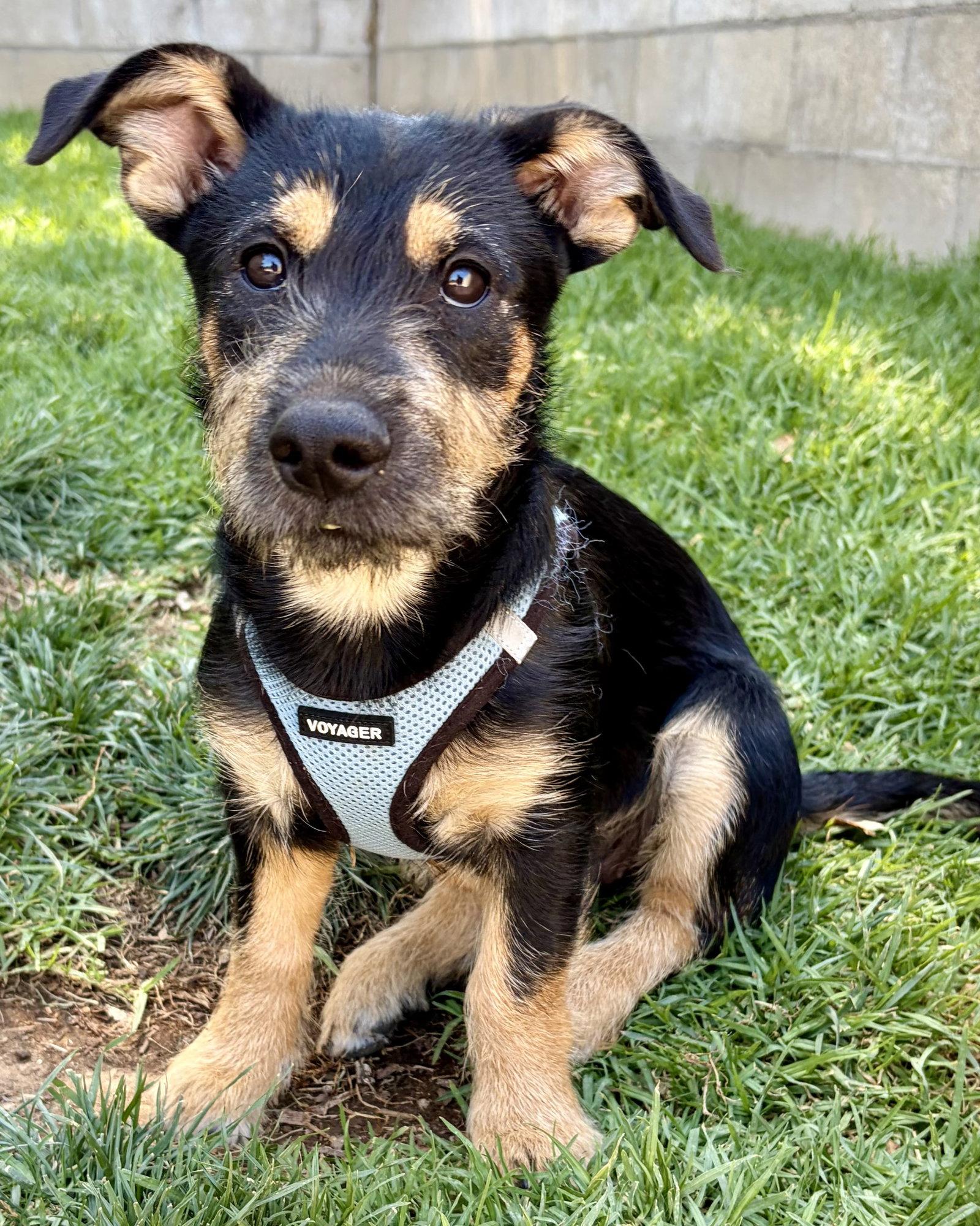 Wrynn, Adoptable, Puppy Female Shepherd & Terrier.
