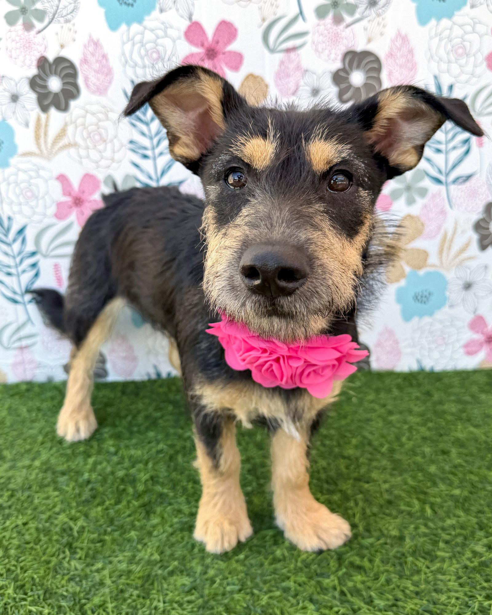 Enlarge Wrynn, a Adoptable mixed breed in Corona, CA image 2/3