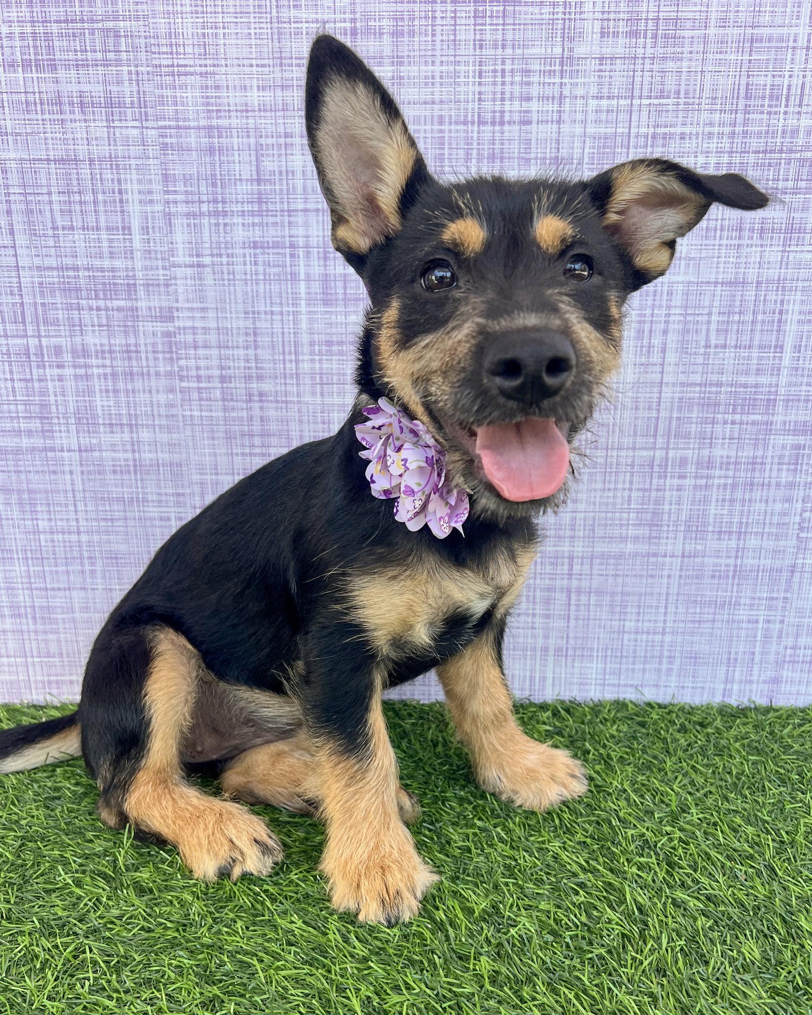Enlarge Wrynn, a Adoptable mixed breed in Corona, CA image 3/3
