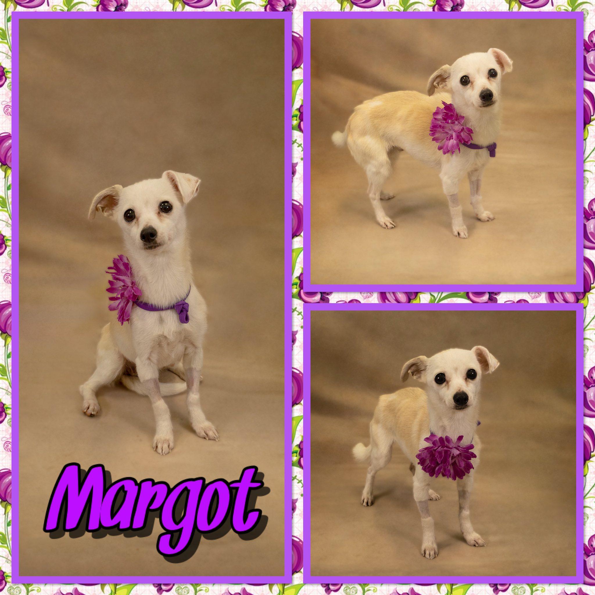 Enlarge Margot, an adopted mixed breed in Seagoville, TX image 1/1
