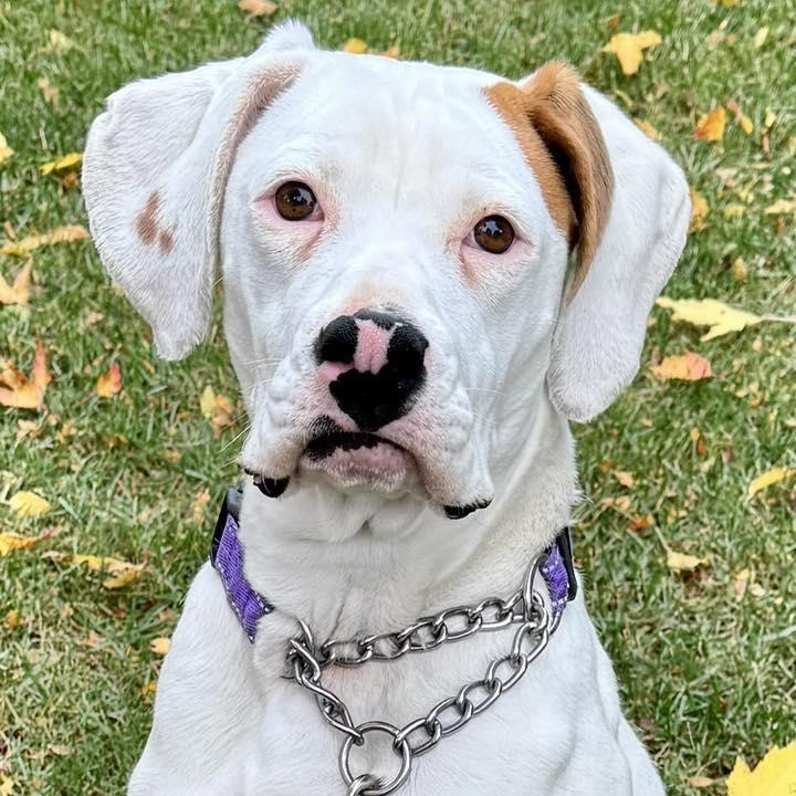 Maxey, Adoptable, Young Female Hound & Pit Bull Terrier.