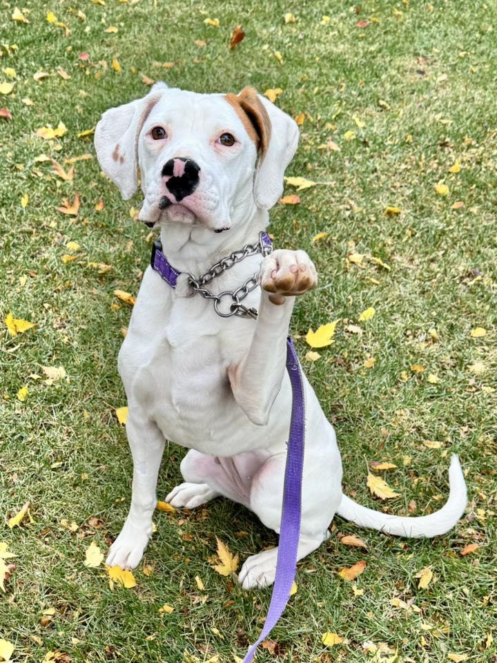 Enlarge Maxey, a Adoptable mixed breed in Racine, WI image 2/4