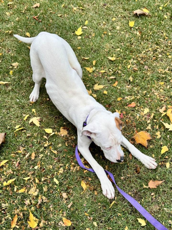 Enlarge Maxey, a Adoptable mixed breed in Racine, WI image 3/4