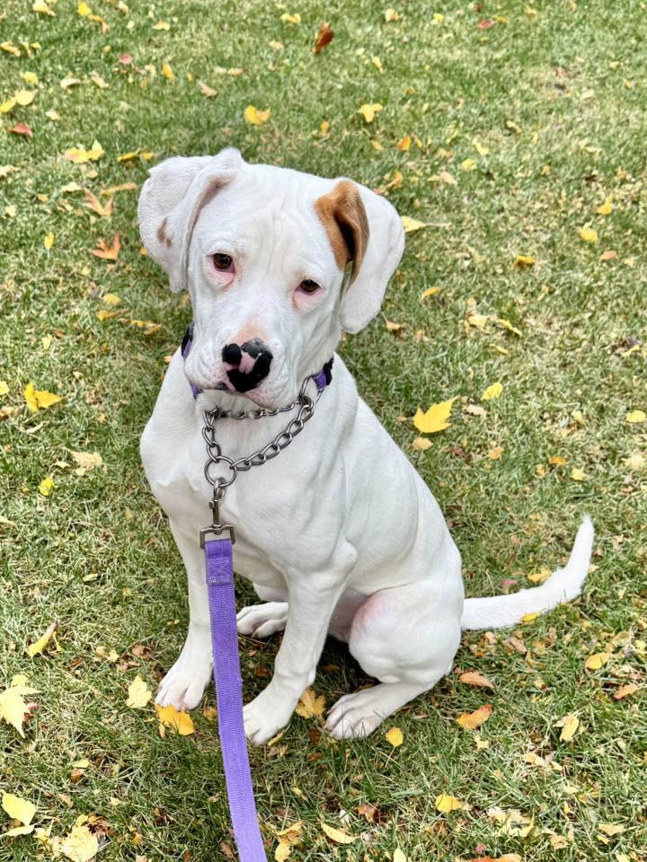 Enlarge Maxey, a Adoptable mixed breed in Racine, WI image 4/4