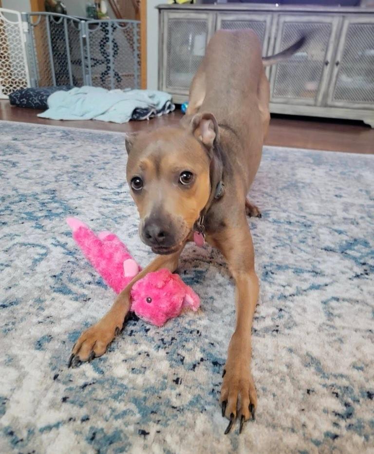 Enlarge Klondike, a Adoptable mixed breed in New Albany, OH image 4/6