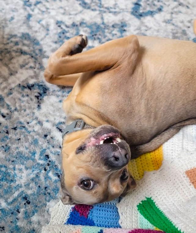 Enlarge Klondike, a Adoptable mixed breed in New Albany, OH image 6/6