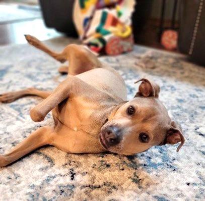 Enlarge Klondike, a Adoptable mixed breed in New Albany, OH image 3/6