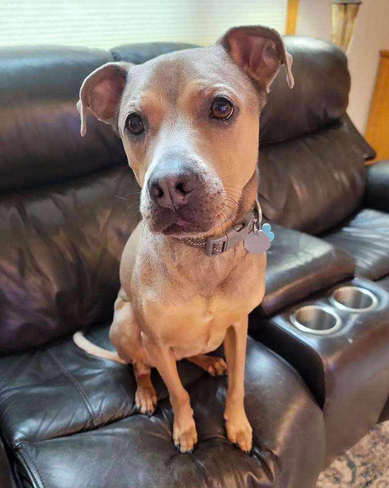 Enlarge Klondike, a Adoptable mixed breed in New Albany, OH image 2/6