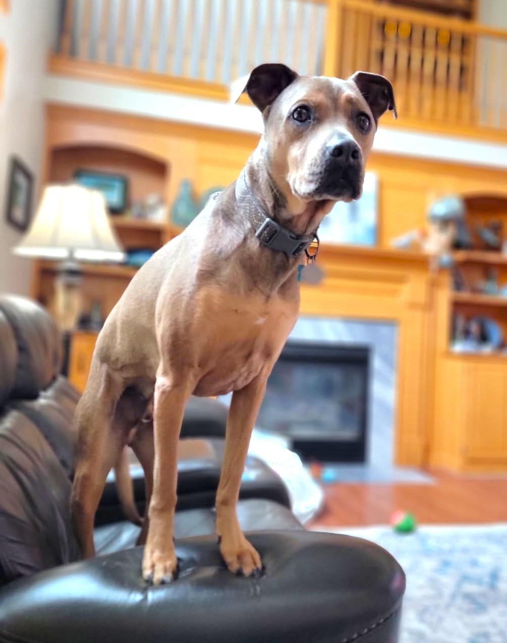 Enlarge Klondike, a Adoptable mixed breed in New Albany, OH image 5/6