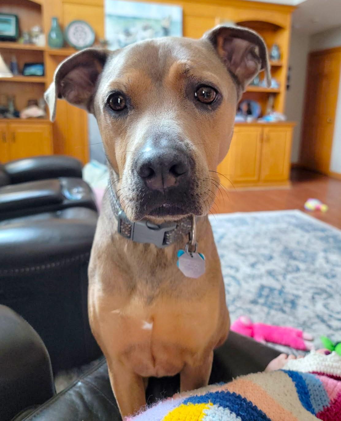 Enlarge Klondike, a Adoptable mixed breed in New Albany, OH image 1/6