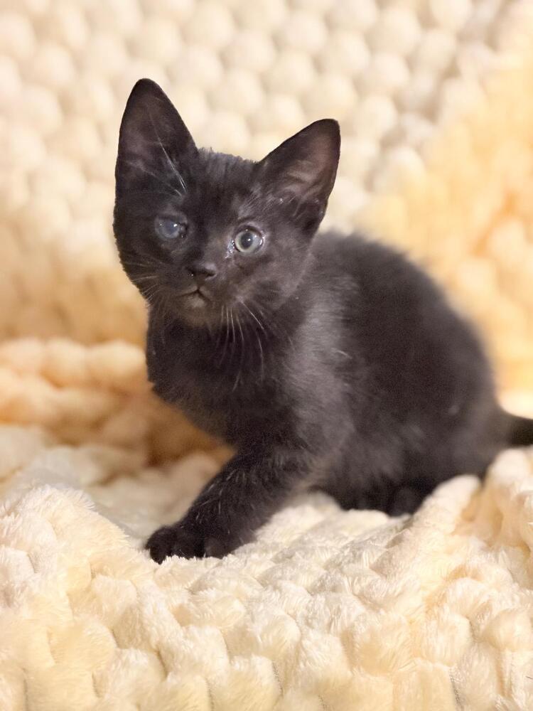 Penalty Box, Adoptable, Kitten Male Domestic Short Hair.
