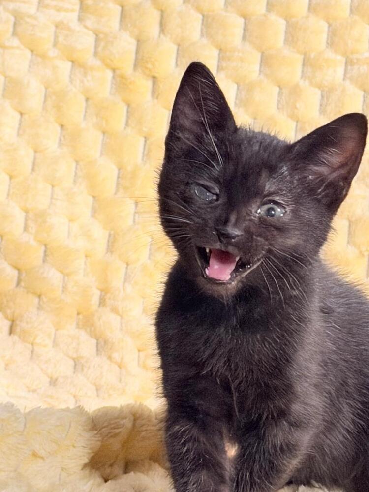 Enlarge Penalty Box, a Adoptable Domestic Short Hair in Oceanside, CA image 2/5