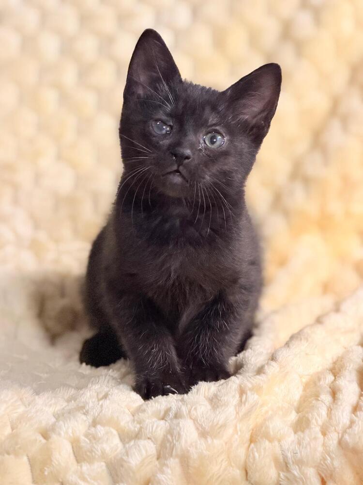 Enlarge Penalty Box, a Adoptable Domestic Short Hair in Oceanside, CA image 3/5