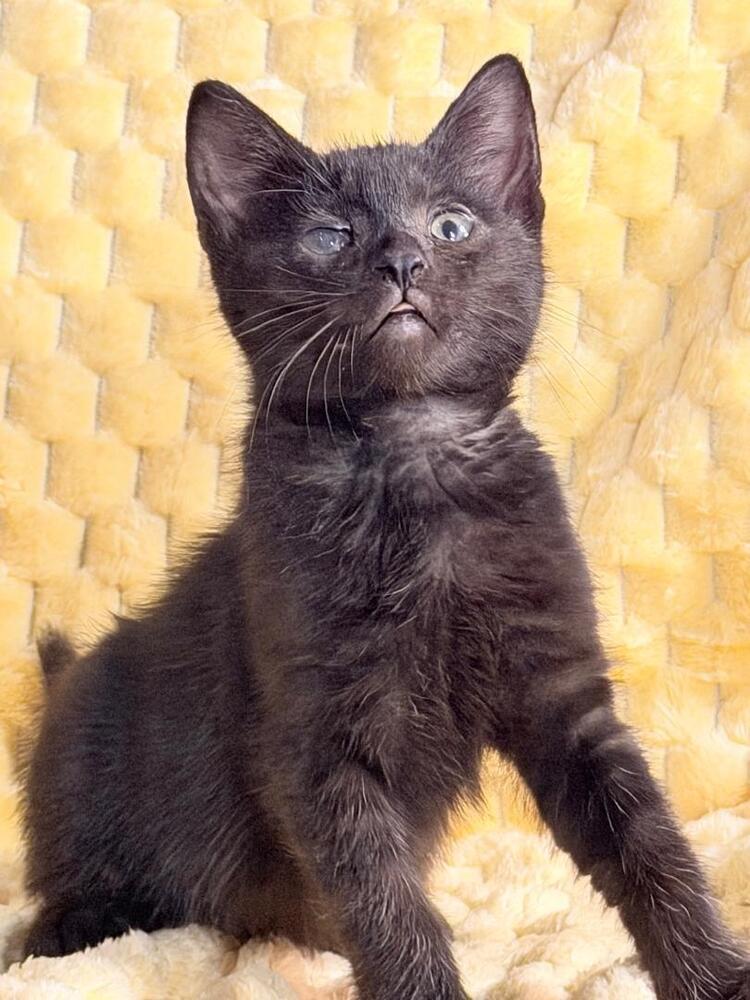 Enlarge Penalty Box, a Adoptable Domestic Short Hair in Oceanside, CA image 4/5