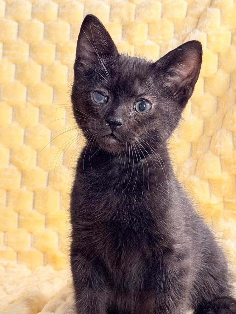 Enlarge Penalty Box, a Adoptable Domestic Short Hair in Oceanside, CA image 5/5