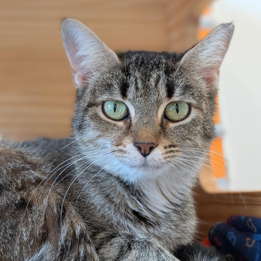 Honeybelle, Adoptable, Adult Female Domestic Short Hair.