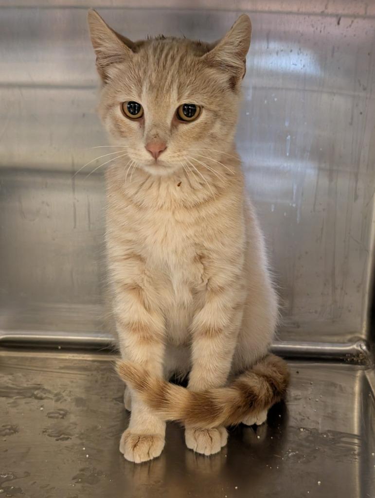 Pumpkin, Adoptable, Kitten Male Domestic Short Hair.