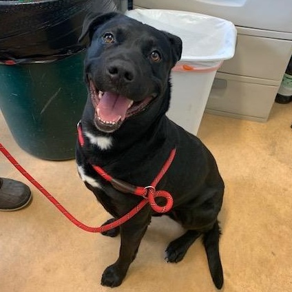 Wrangler, an adoptable Black Labrador Retriever, Pit Bull Terrier in Thayne, WY, 83127 | Photo Image 6