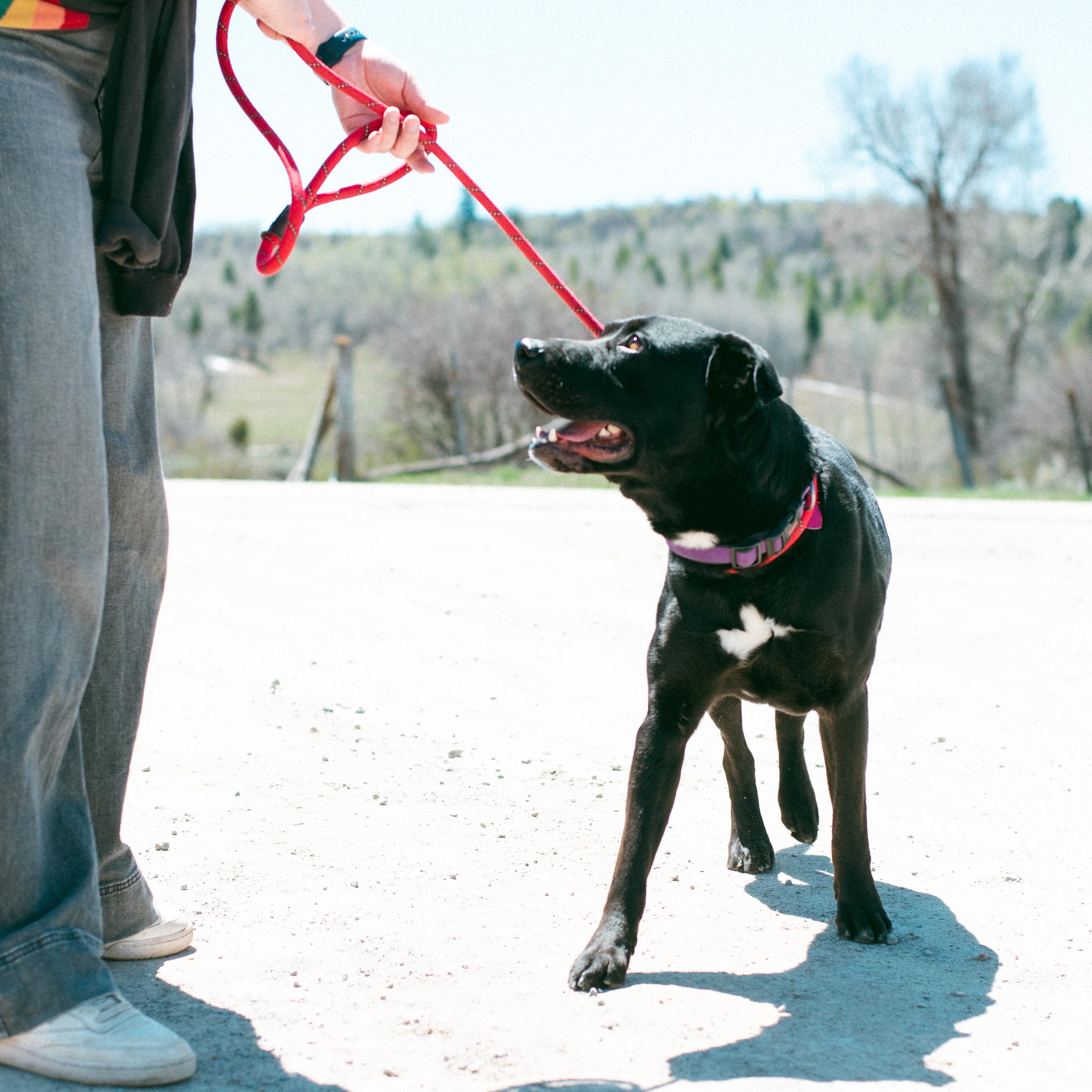 Wrangler photo 6
