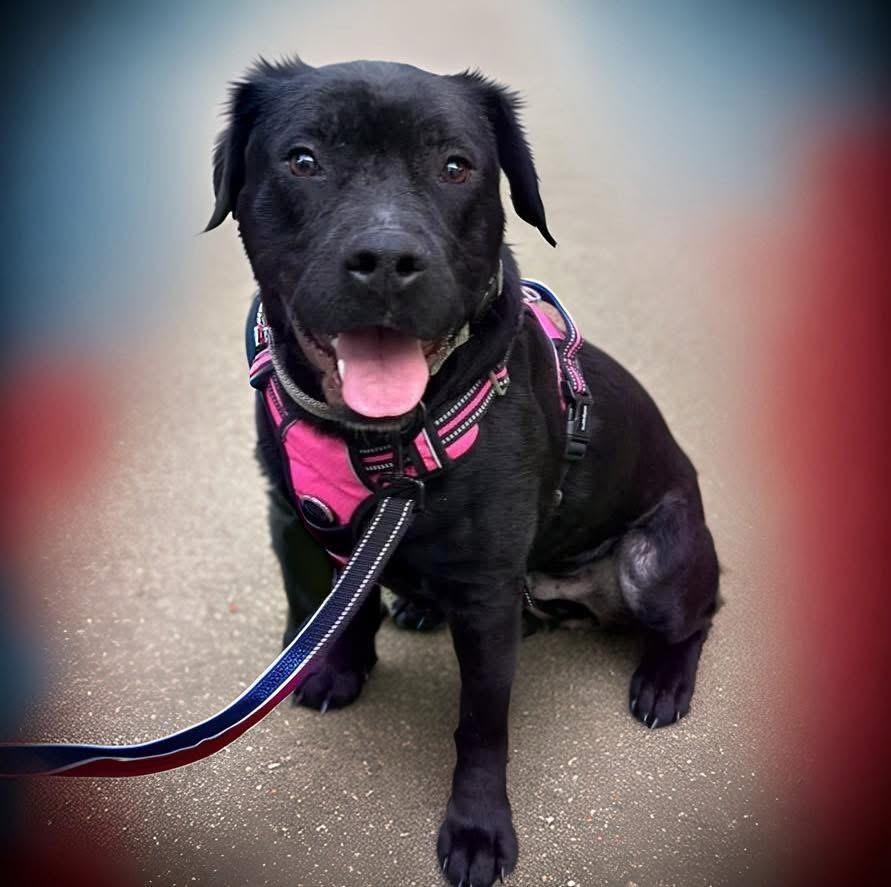 Benji, a Adoptable mixed breed in Oceanside , NY image 1/4