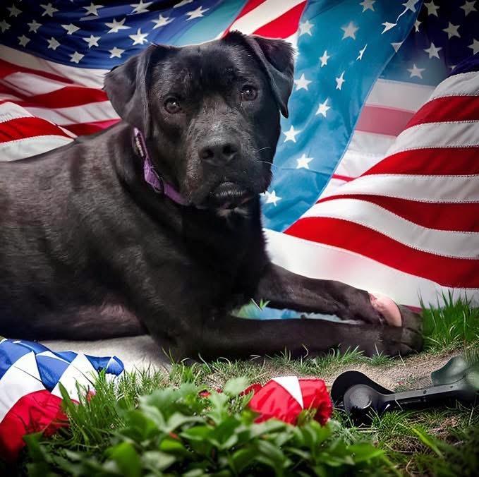 Benji, a Adoptable mixed breed in Oceanside , NY image 2/4