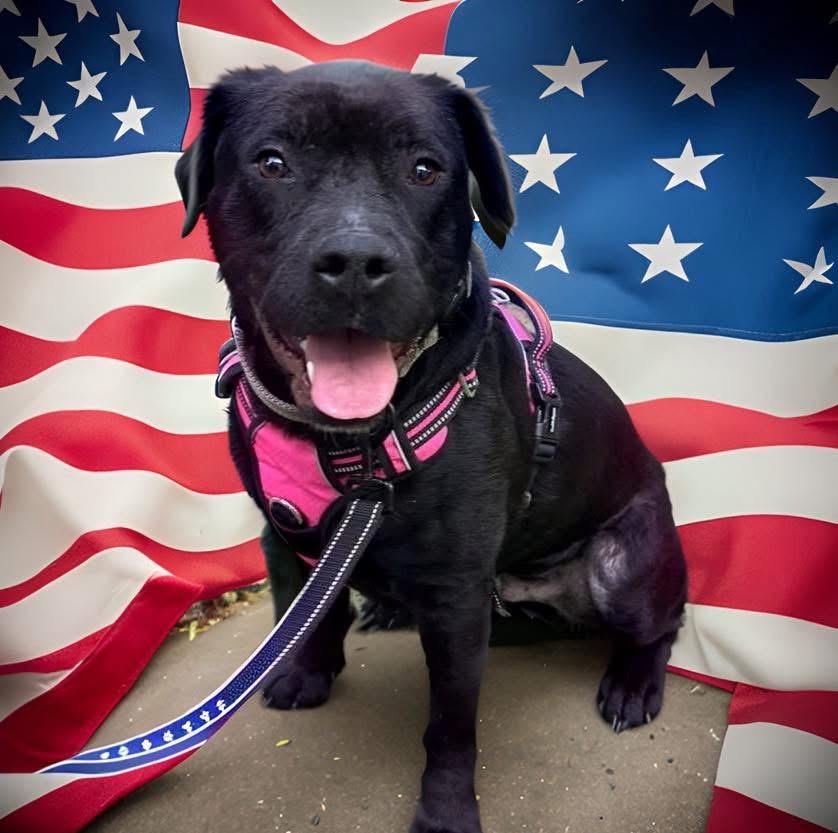 Benji, a Adoptable mixed breed in Oceanside , NY image 3/4