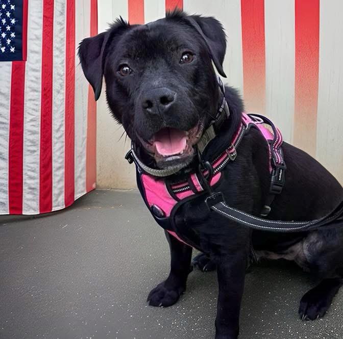 Benji, a Adoptable mixed breed in Oceanside , NY image 4/4