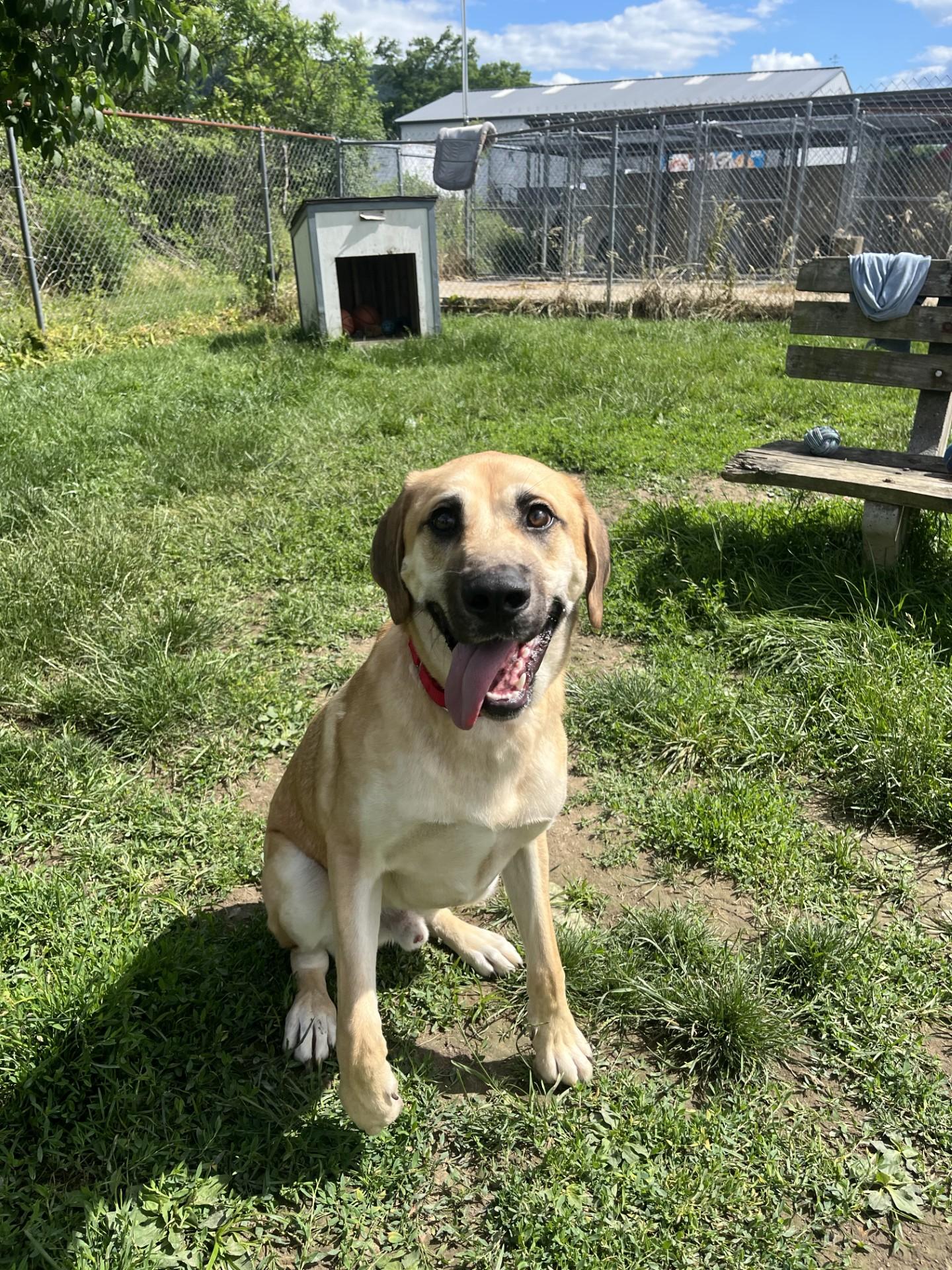 Dudley, adopted, Young Male Anatolian Shepherd.