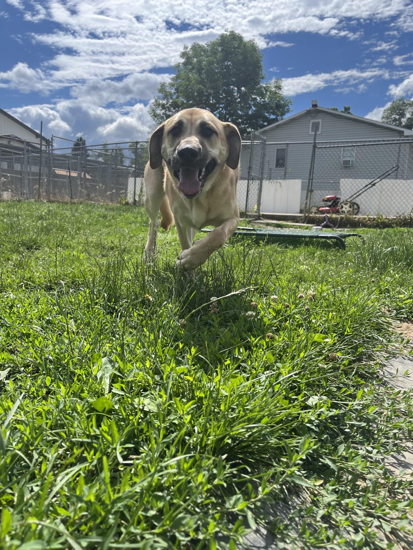 Dudley, an adopted mixed breed in Altoona, PA image 2/2