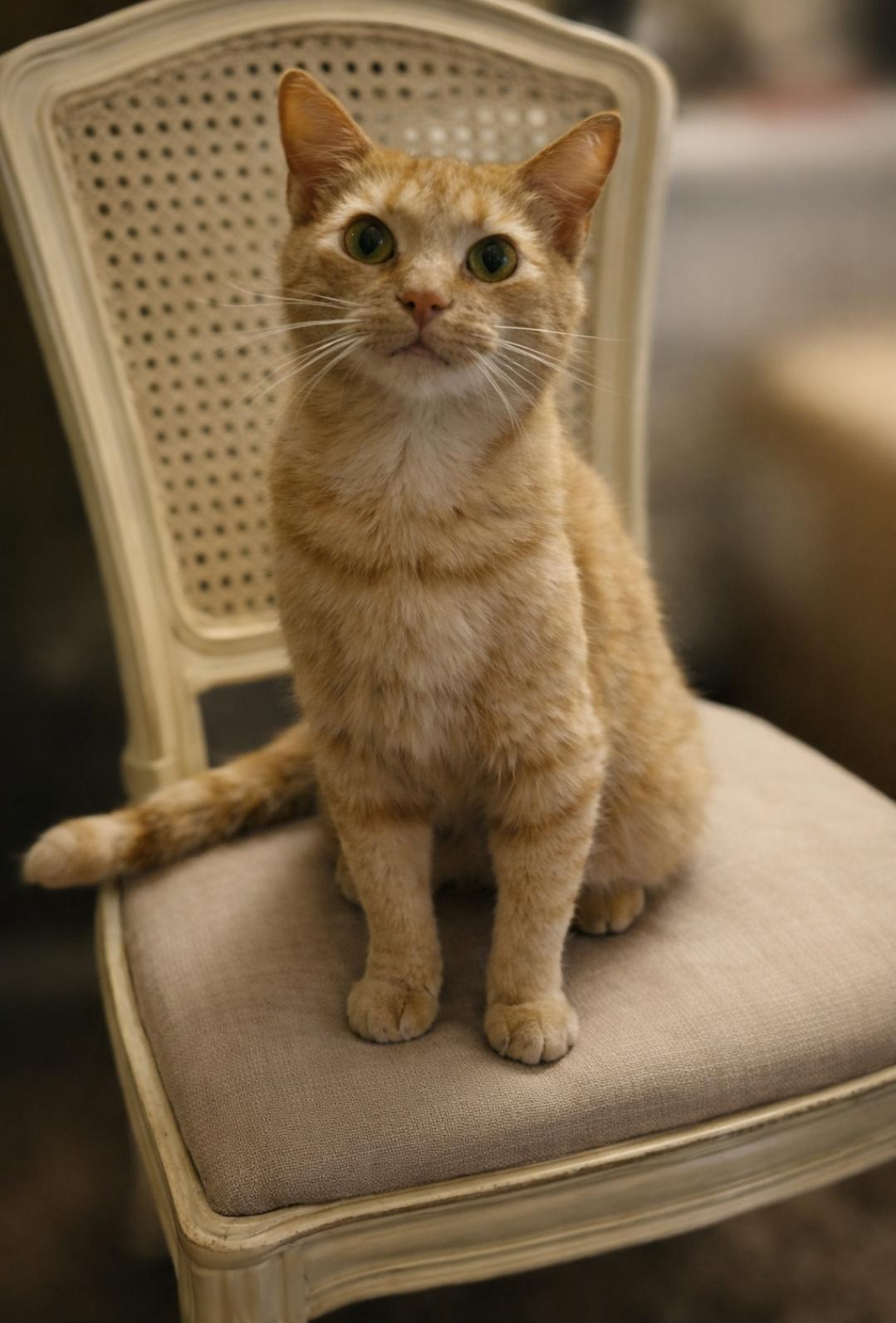 Enlarge Tucker, a Adoptable Domestic Short Hair in Central City, KY image 1/1