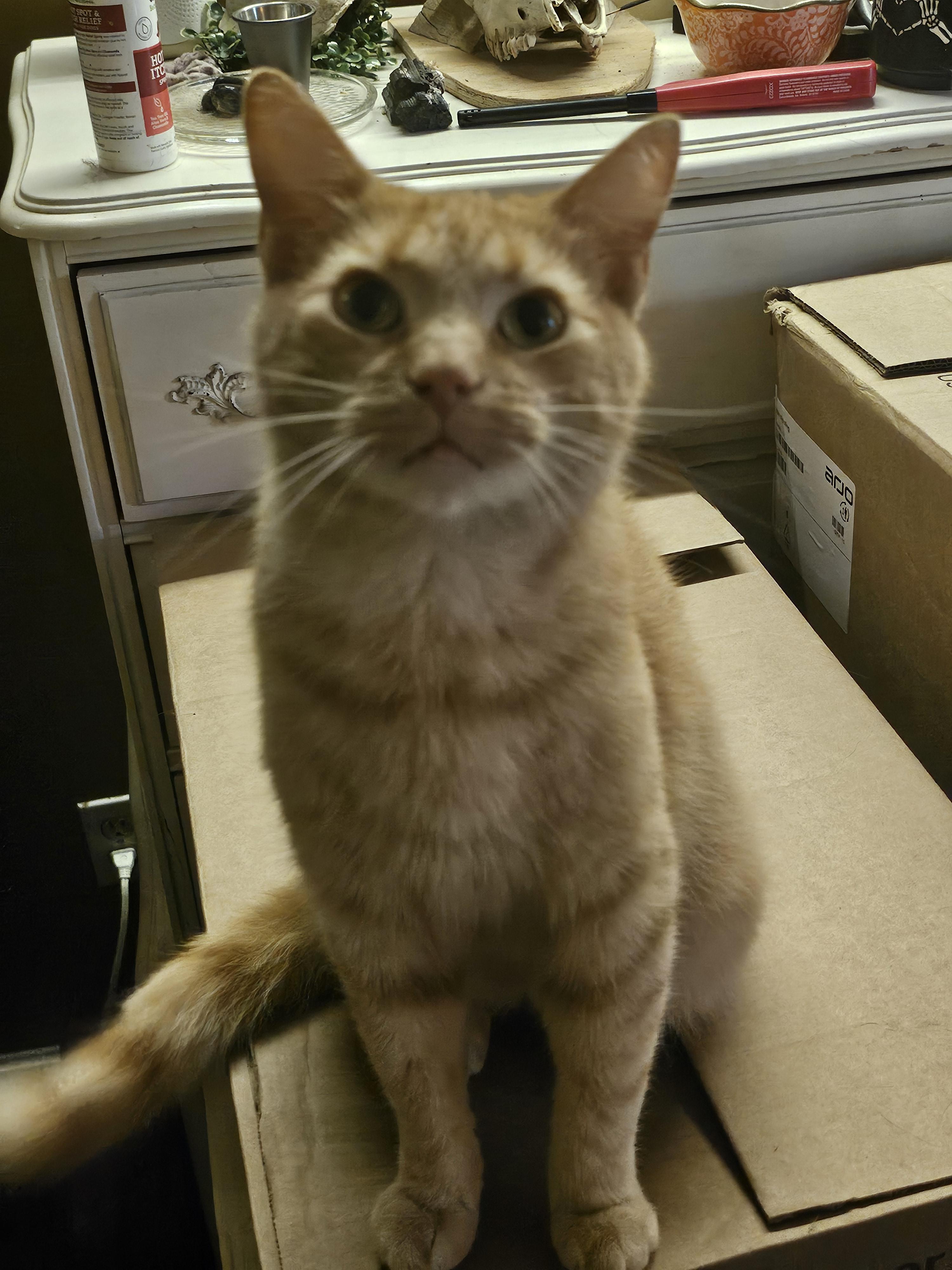 Tucker, Adoptable, Adult Male Domestic Short Hair.