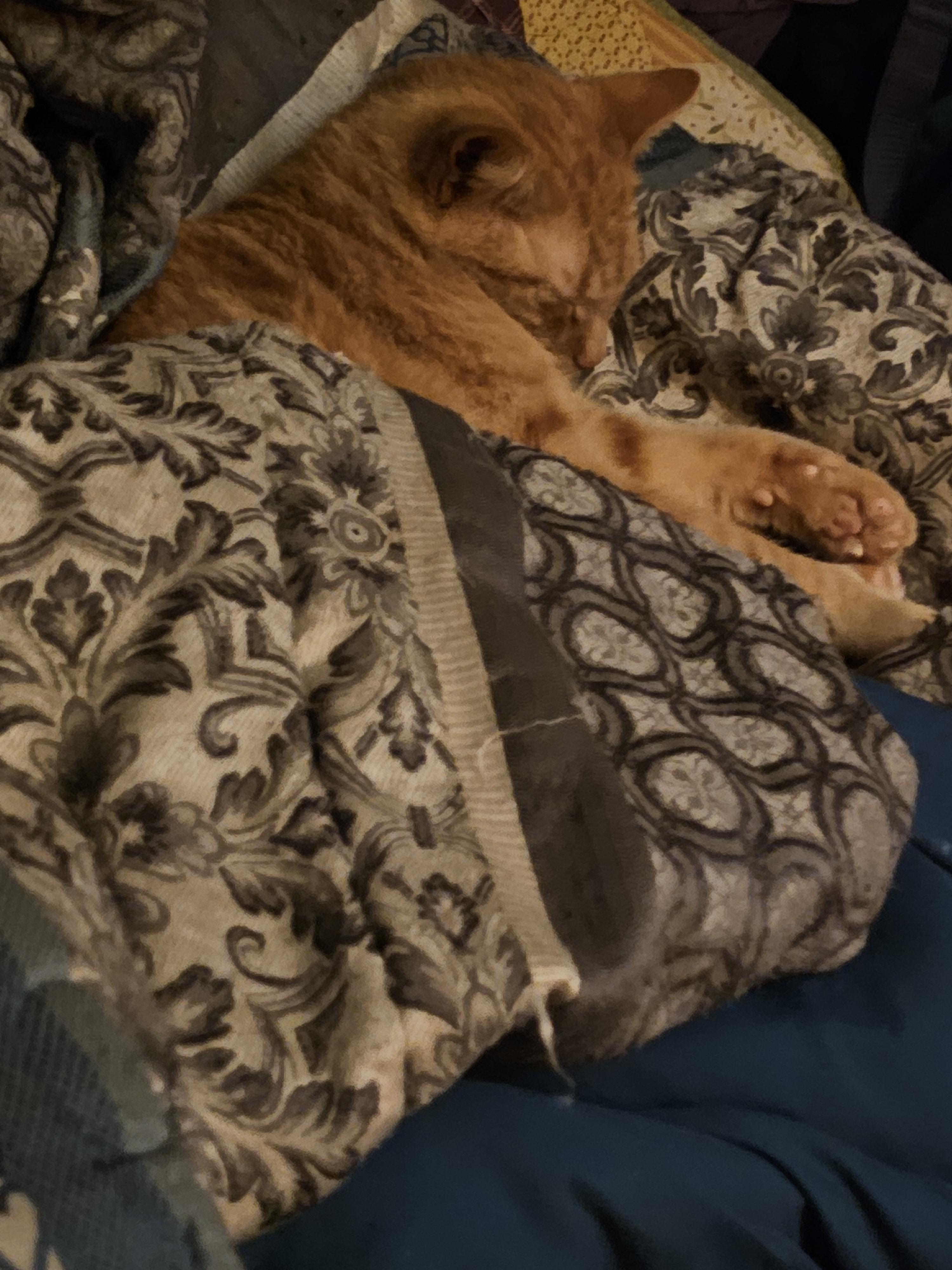 Enlarge Tucker, a Adoptable Domestic Short Hair in Central City, KY image 2/2