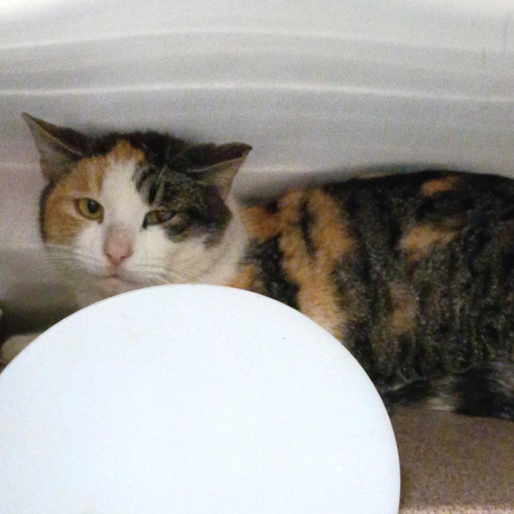 In Ex Haha Lele, Adoptable, Adult Female Domestic Short Hair.