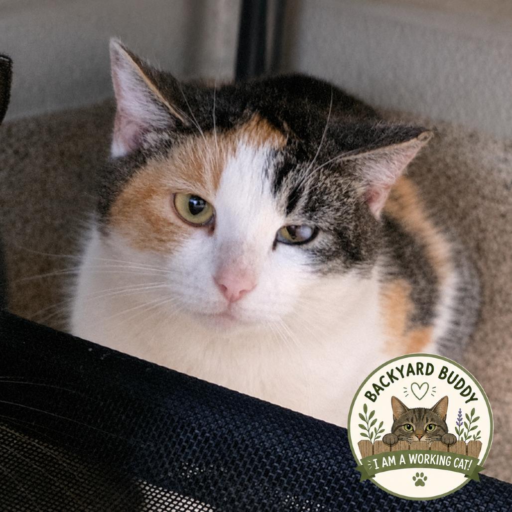 In Ex Haha Lele, a Adoptable Domestic Short Hair in Gloucester, VA image 2/4