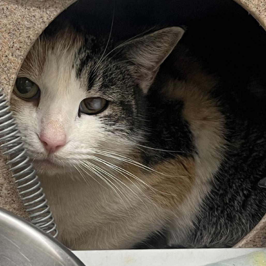 Enlarge In Ex Haha Lele, a Adoptable Domestic Short Hair in Gloucester, VA image 2/3