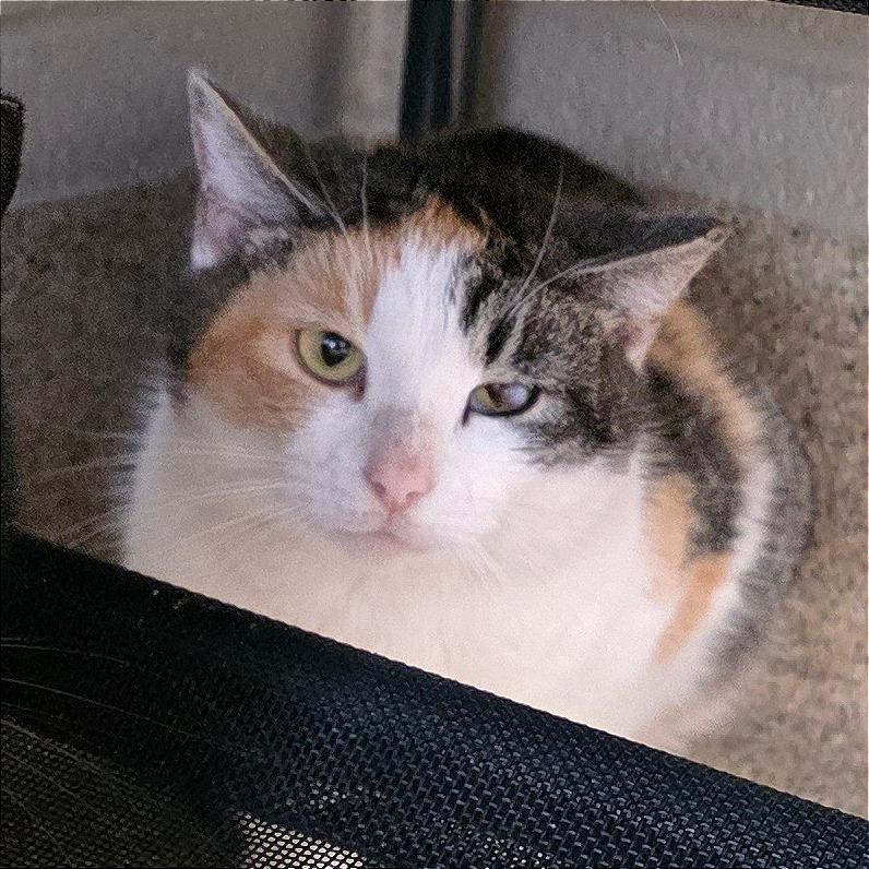 Enlarge In Ex Haha Lele, a Adoptable Domestic Short Hair in Gloucester, VA image 3/3