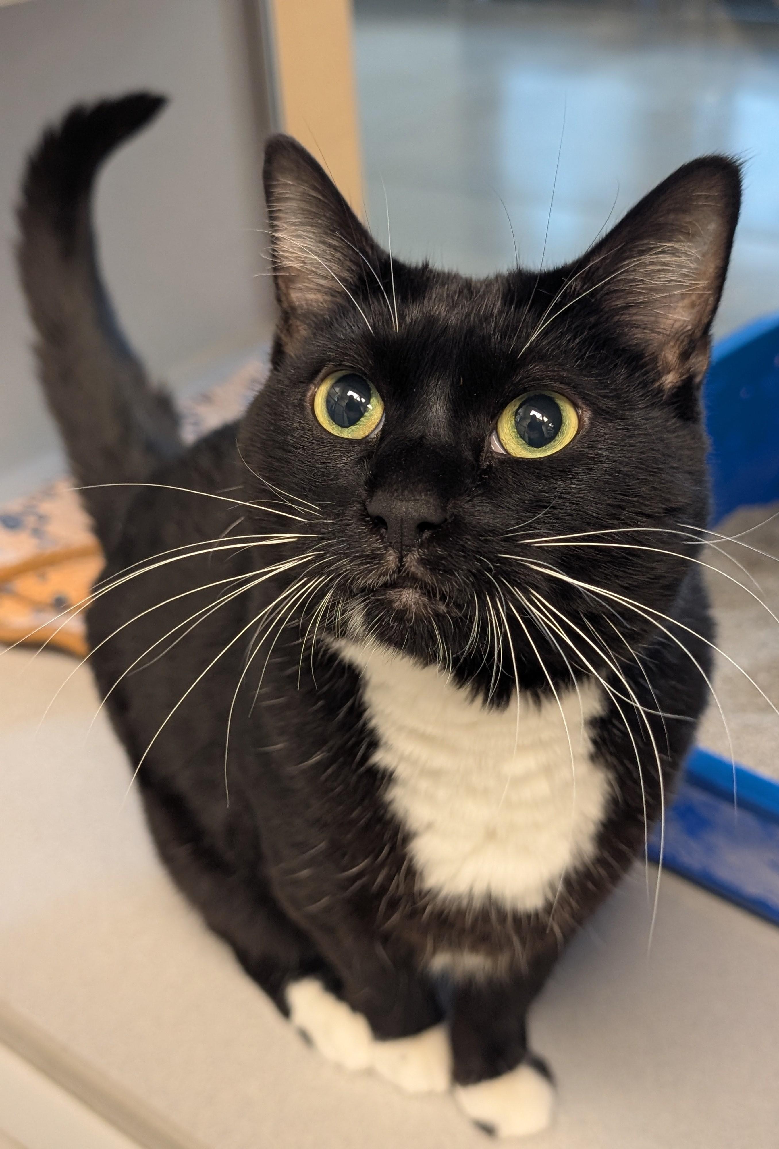 Wihelmina, Adoptable, Adult Female Domestic Short Hair.