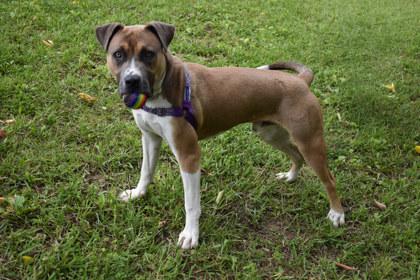 Jonathan, a Adoptable mixed breed in Kansas City, MO image 1/2