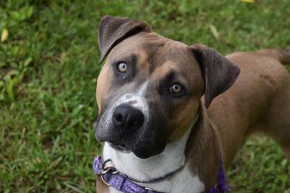 Jonathan, a Adoptable mixed breed in Kansas City, MO image 2/2