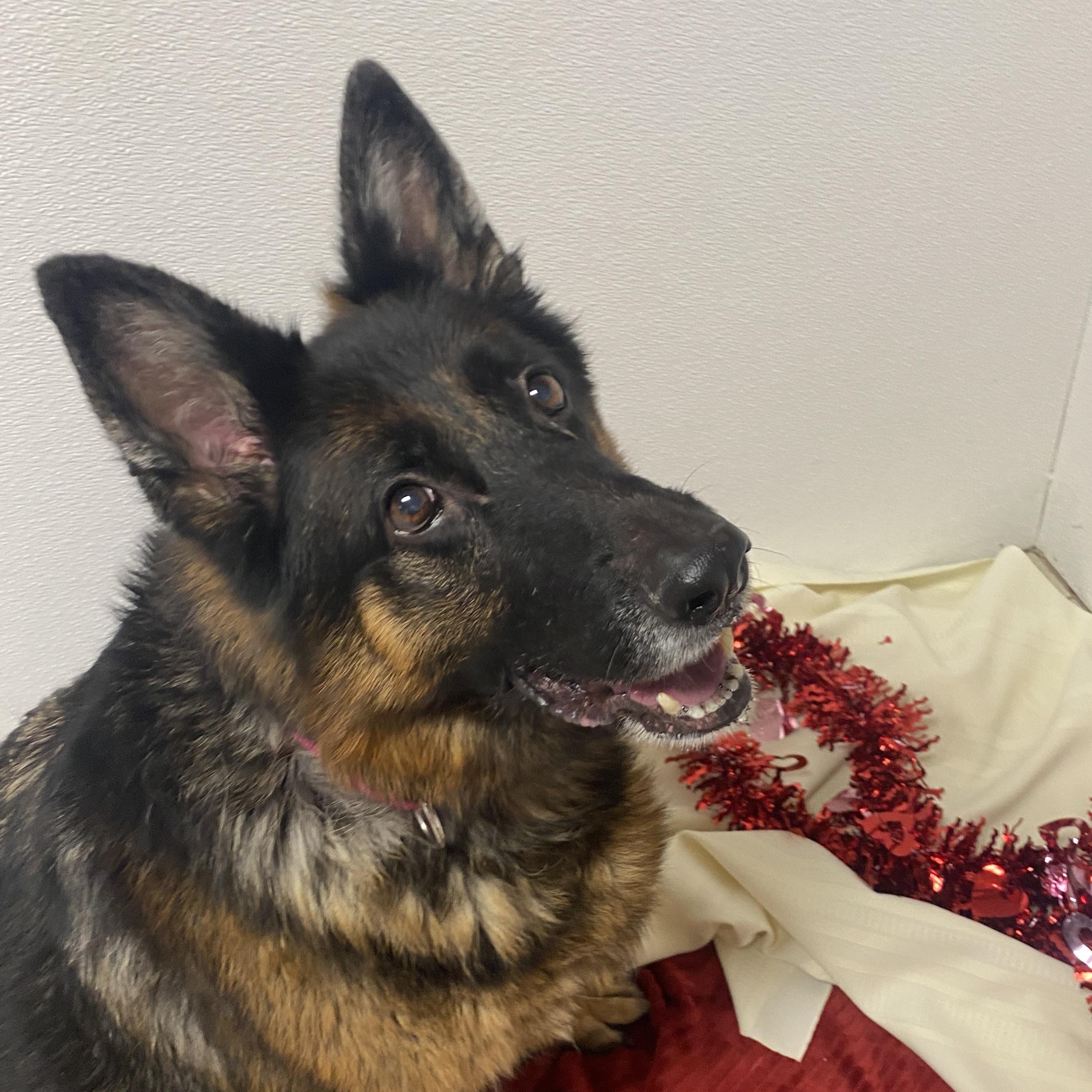 Enlarge Zoey, an adoptable German Shepherd Dog in Elyria, OH image 2/2