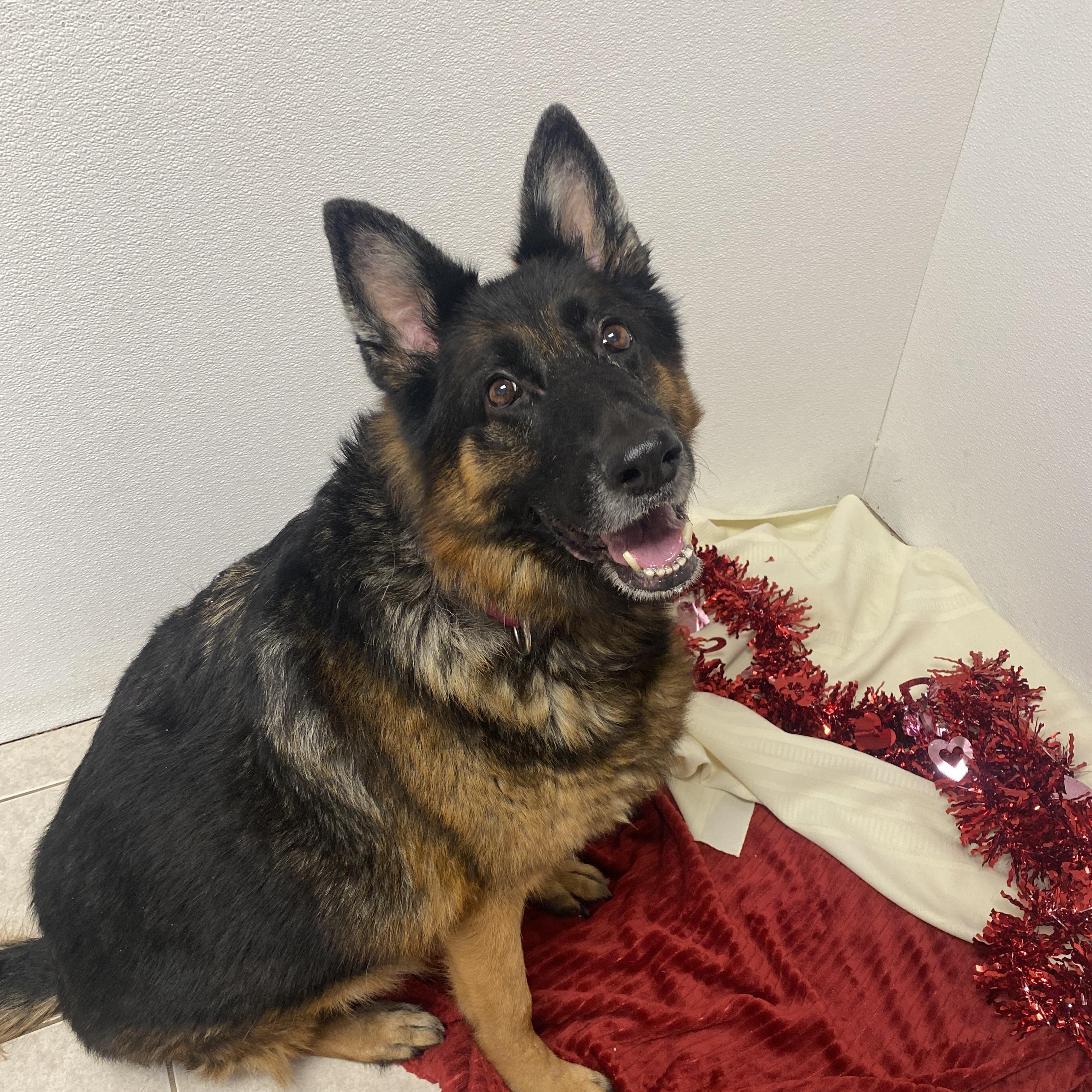 Zoey, adoptable, Senior Female German Shepherd Dog.