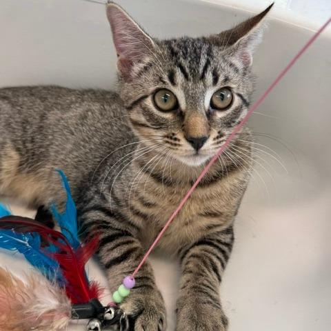 Phoenix, Adoptable, Kitten Female Domestic Short Hair.