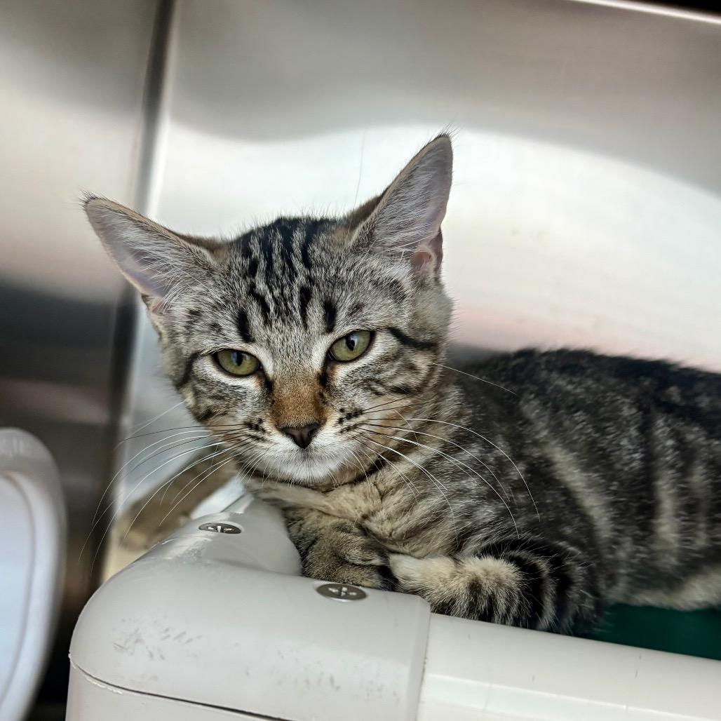 Phoenix, a Adoptable Domestic Short Hair in New Fairfield, CT image 2/6